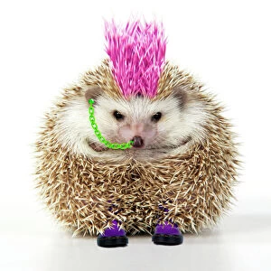 Punk girl Hedgehog - Manipulated image (hair extended & coloured. Jewellery added)