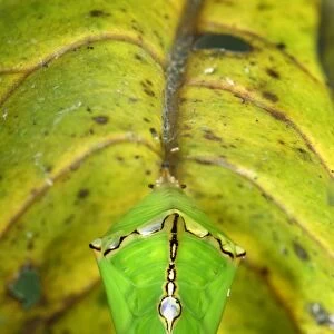Pupa of a butterfly - underneath a leaf - Danum Valley Conservation Area - Sabah - Borneo - Malaysia