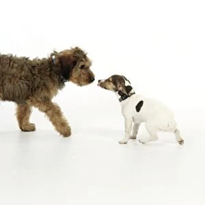 Puppies playing (Briard and Jack Russell)