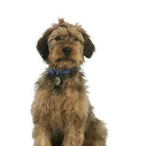 Puppy (Briard) with name tag on collar