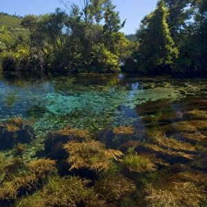 Pupu Springs - amazingly clear water of Te Waikorupupu springs Golden Bay, Nelson District, South Island, New Zealand