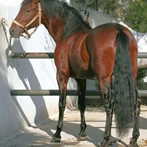 Pure Blood Andalusian Horse. The Royal School of Equestrian Art (Ecole Royale d'Equitation de Jerez de la Frontera) - Spain