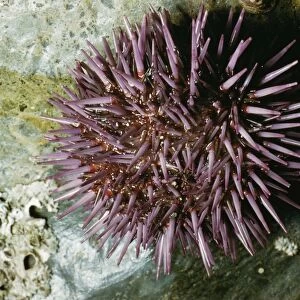 Purple Sea Urchin KF 8672 USA. Strongylocentrotus purpuratus © Kenneth W. Fink / ARDEA LONDON