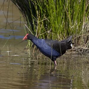 Purple Swamphen / Pukeko in a wetland - Halswell Quarry reclamation area - Christchurch - New Zealand