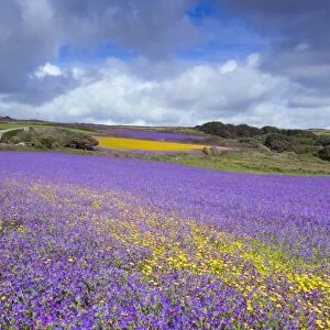 Purple Viper's Bugloss / Paterson's Curse - Boscregan, Cornwall, UK