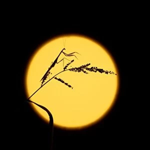Purple-winged Mantid - Silhouetted against the moon, New South Wales, Australia JPF02943