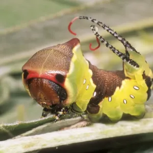 Puss Moth USH 345 Caterpillar in defence stance Cerura vinula © Duncan Usher / ardea. com Puss Moth USH 345 Caterpillar in defence stance Cerura vinula © Duncan Usher / ardea. com
