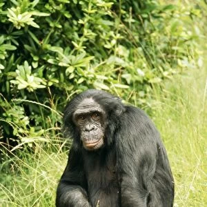 Pygmy / Bonobo Chimpanzee