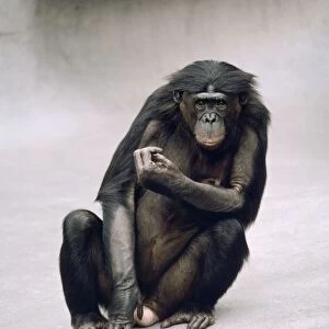 Pygmy / Bonobo Chimpanzee - endangered