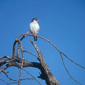 Pygmy Falcon. Tiny seven inch falcon perched on a favoured vantage point. Buffalo Springs, Kenya. Africa
