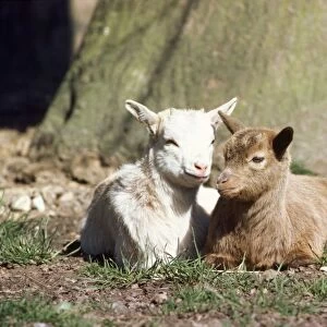 Pygmy Goat - x2 young