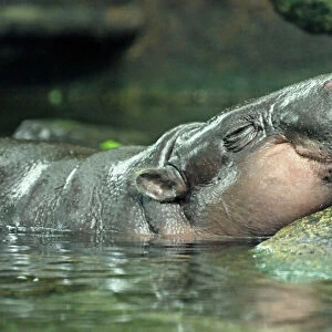 Pygmy Hippopotamus - in water - West Africa