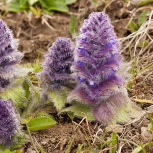 Pyramidal Bugle - in the Great Caucasus, Georgia