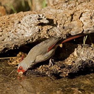 Pyrrhuloxia - male - Drinking from pond - Rose-colored breast and crest suggest a Cardinal but the gray back and yellow bill set it apart - Range is southwest U. S. to central Mexico - Habitat is mesquite-thorn scrub and deserts. Arizona