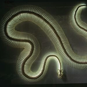 Python Snake Skeleton Light with neon tube bulb, about 15 long