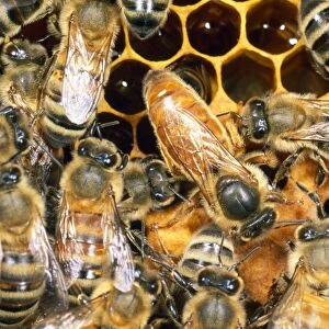 Queen Honey Bee - with attendant workers - UK