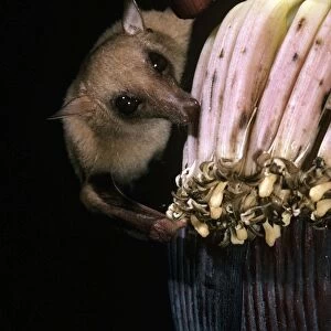 Queensland Blossom Rat - feeding on banana flower