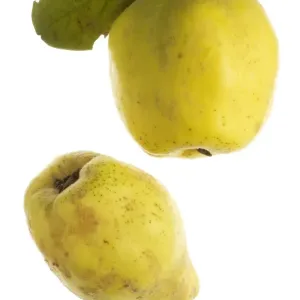 Quince Fruit Quince Fruit