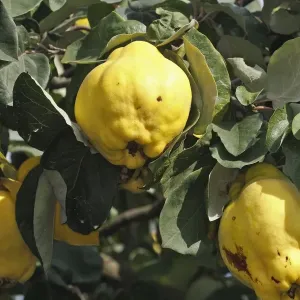 Quince Fruit - edible Quince Fruit - edible