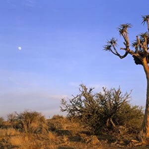 Quiver tree and moon in early morning light Augrabis Falls National Park, Northern Cape Province, South Africa