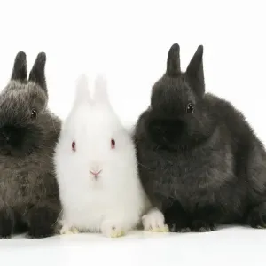 RABBIT. Albino rabbit sitting between two rabbits