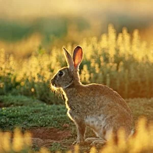 Rabbit - Australia