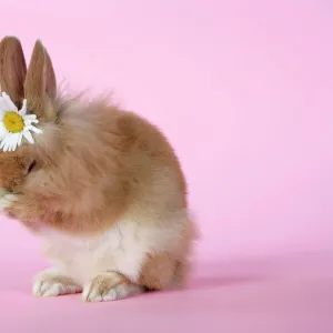 Rabbit. baby lion head rabbit ( 6 wks old ) sneezing