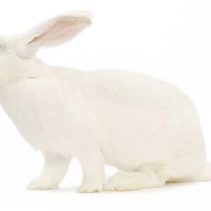 Rabbit - Blanc de bouscat - French breed of rabbit