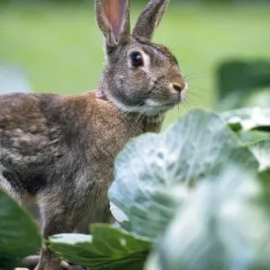 Rabbit - in cabbage patch Rabbit - in cabbage patch