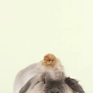 RABBIT & CHICK - Lionhead Rabbit with chick sitting on its head