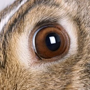 Rabbit - close-up of eye