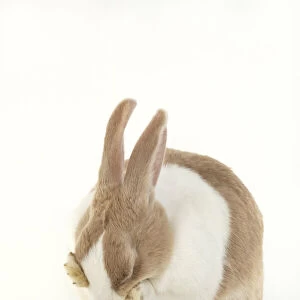 RABBIT, Dutch rabbit, sitting, washing, paws on face, studio, white background