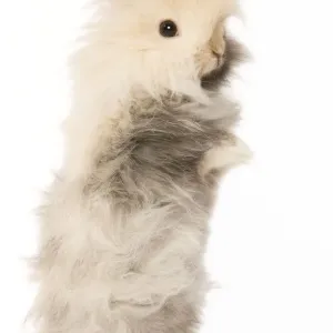 Rabbit - dwarf angora in studio