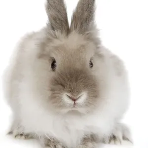 Rabbit - Dwarf lion-head in studio