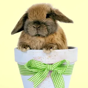 RABBIT - Dwarf lop sitting in plant pot Digital Manipulation: colour background from white to yellow - bow from red to green