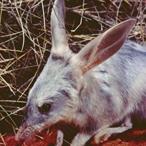 Rabbit-eared Bandicoot / Bilby - Simpson Desert, Queensland, Australia JPF04349