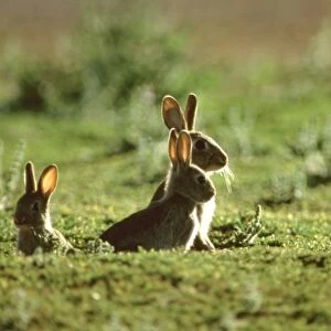 Rabbit - Three emerging from hole, Australia JPF28246