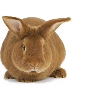Rabbit - Fauve de bourgogne