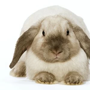 Rabbit - French Lop / Belier