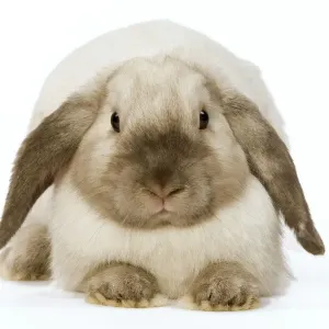 Rabbit - French Lop / Belier