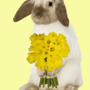 Rabbit - French Lop / Belier - with daffodils - Easter - captionable Digital Manipulation: daffodils Su - added background colour