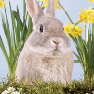 Rabbit JD 15610 With flowers &copy; John Daniels / ARDEA LONDON