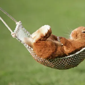 Rabbit lying down in a hammock