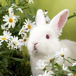 RABBIT - Mini Ivory Satin Rabbit - sitting in flowers