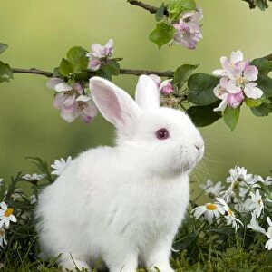 RABBIT - Mini Ivory Satin Rabbit - sitting in flowers under blossom