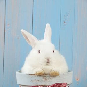RABBIT - Mini Ivory Satin Rabbit - sitting in flower pot