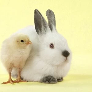 RABBIT - Netherland dwarf himalayan baby rabbits sitting with a chick Digital Manipulation: background to yellow