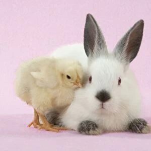 RABBIT - Netherland dwarf himalayan baby rabbits sitting with a chick Digital Manipulation: background to pink