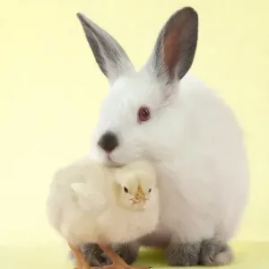 RABBIT - Netherland dwarf himalayan baby rabbits sitting with a chick Digital Manipulation: background to yellow