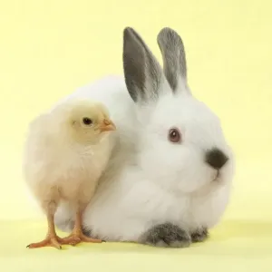 RABBIT - Netherland dwarf himalayan baby rabbits sitting with a chick Digital Manipulation: background to yellow